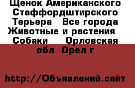 Щенок Американского Стаффордштирского Терьера - Все города Животные и растения » Собаки   . Орловская обл.,Орел г.